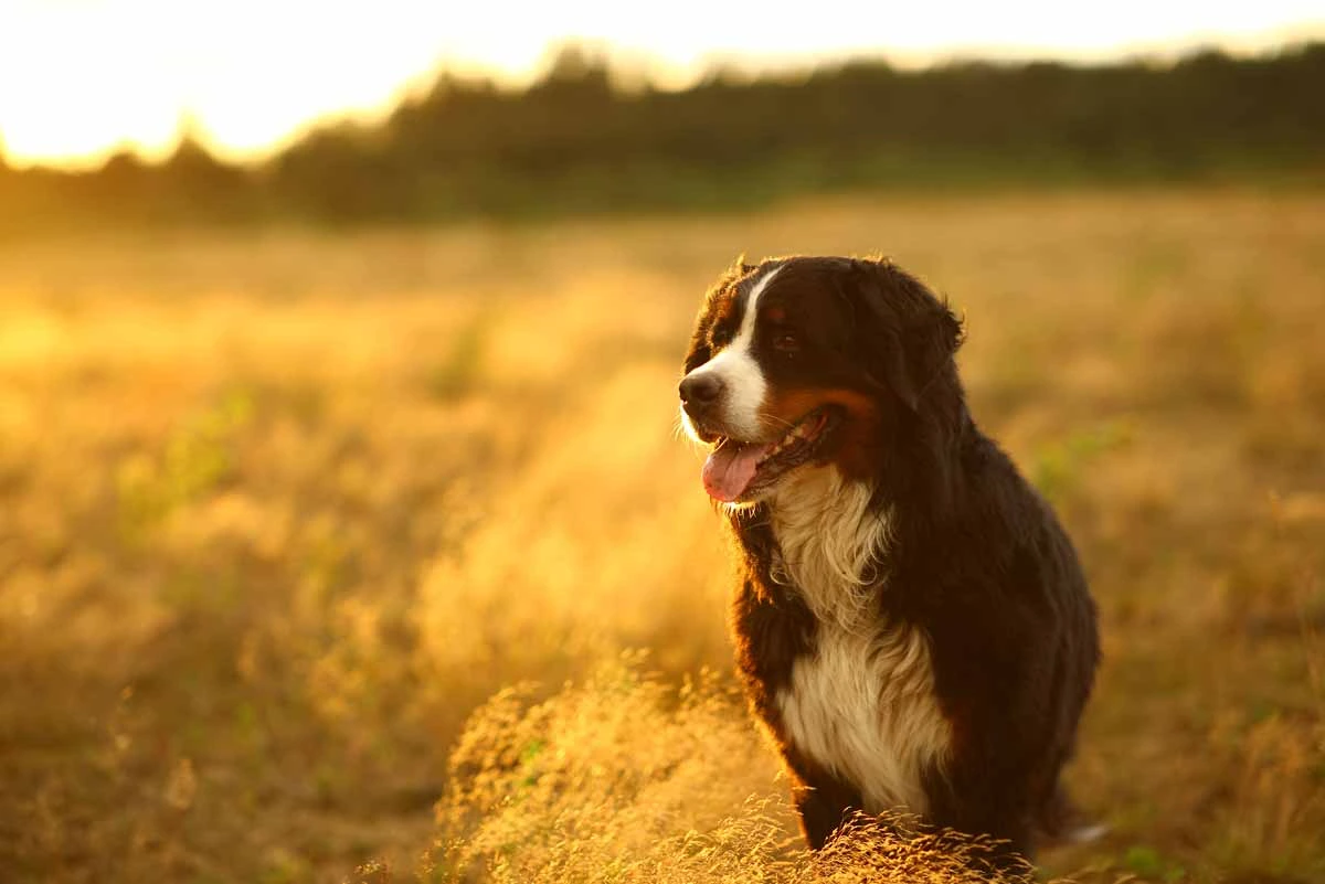 Profi Kfz Ortung – Vorteile der Verwendung von GPS Tracking Halsbändern für Hunde